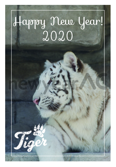 寅年年賀状　ホワイトタイガー