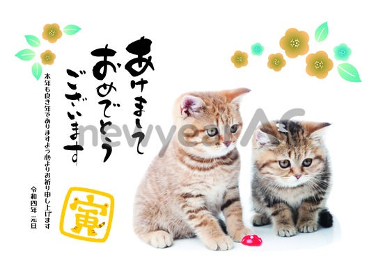寅年年賀状 猫2匹 No 無料年賀状素材22 令和4年 寅年 とら 年賀状ac