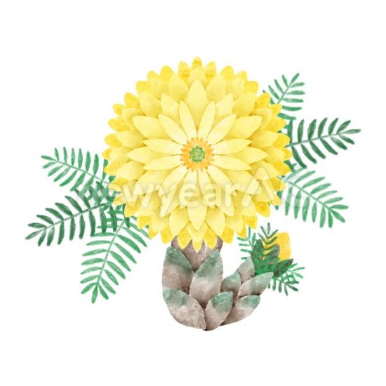 福寿草