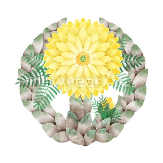 菊　ワンポイント
