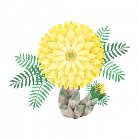 福寿草
