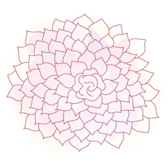 牡丹
